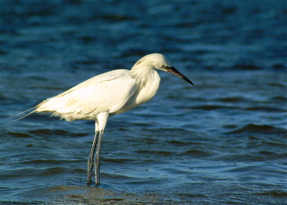 egret-14.jpg   (926x662)   159 Kb                                    Click to display next picture